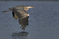 Danube Delta - Carasuhat